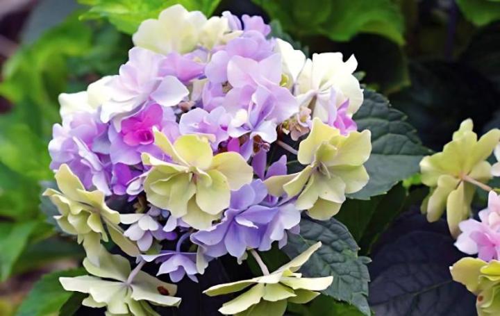 代表希望的花有哪些？盘点六大代表希望的花朵