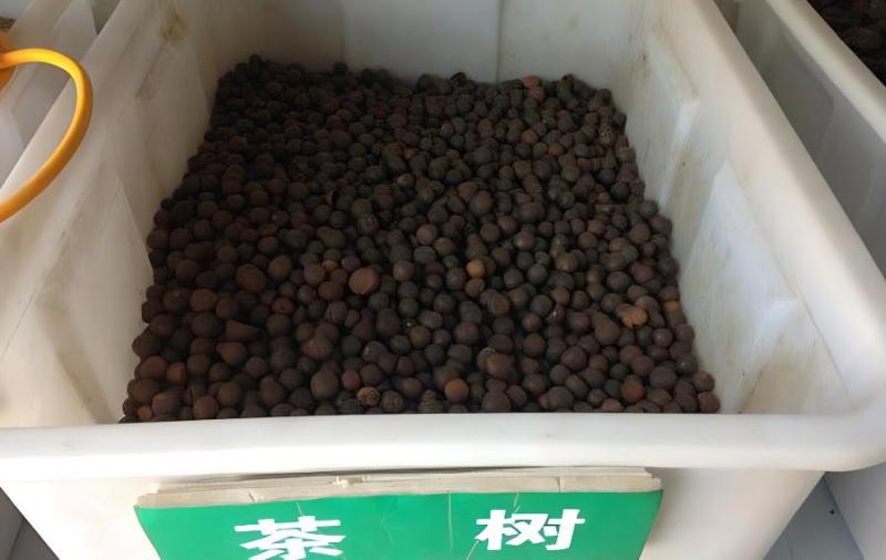 茶树种子几月播种最好？