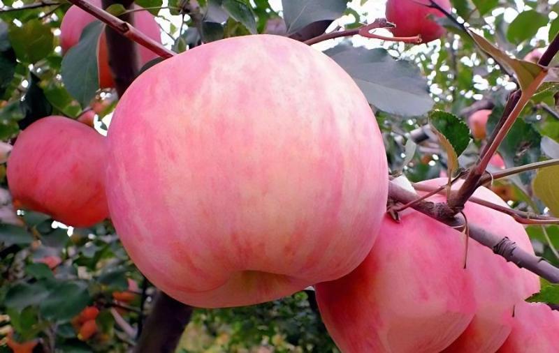 苹果树高产施肥技巧