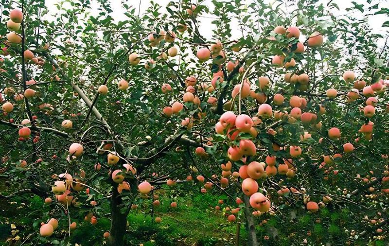 苹果园土壤管理技术及要点