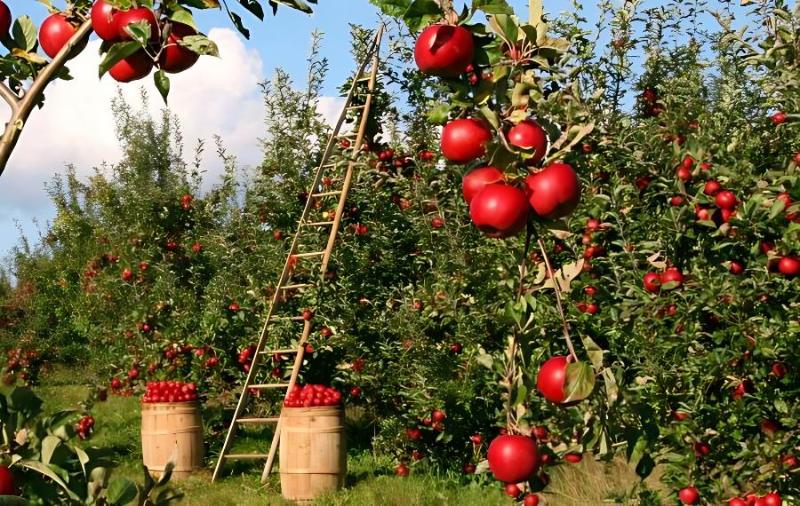 秋季在苹果树的管理上怎么来施肥料？