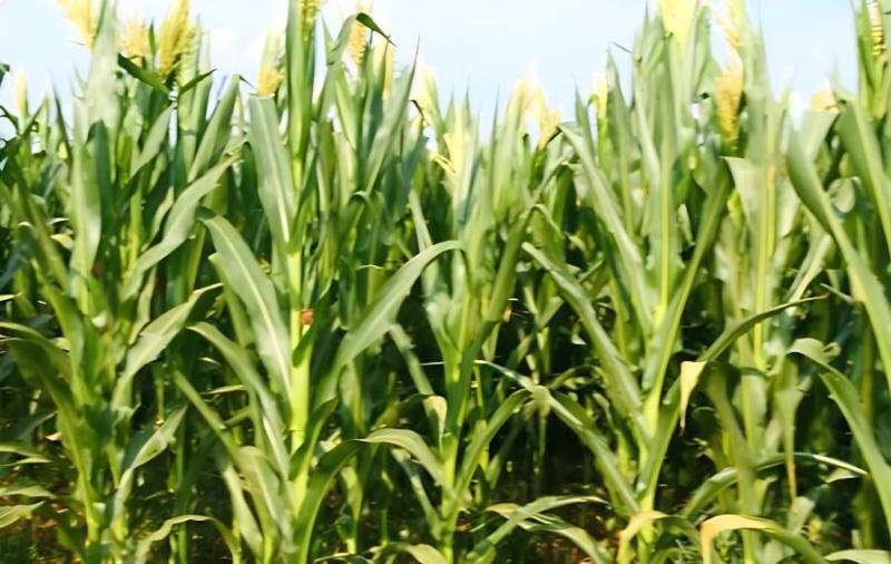 请问玉米抽穗期需增施什么肥料
