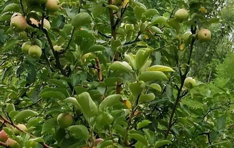 苹果树何时施肥？