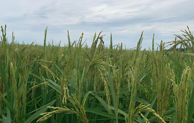 水稻旱育旱栽水管应该怎么做？