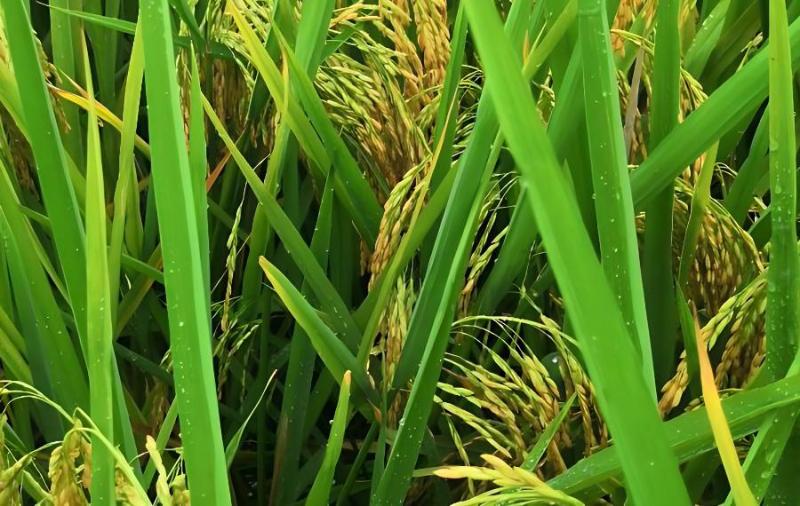 水稻白叶枯病的特征与防治