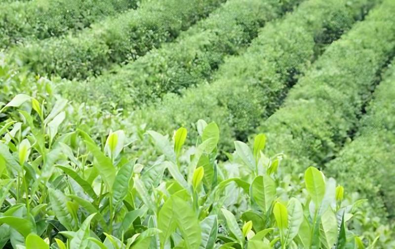 茶树种子什么时候播种？