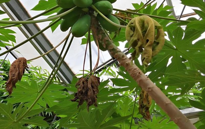 木瓜实生苗如何培育？