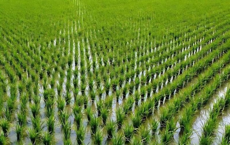 水稻旱育秧苗床病虫草防治意见