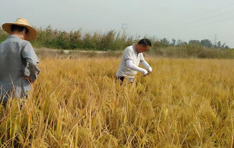 当前水稻施肥时存在的主要问题