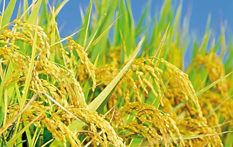 水稻纹枯病防治方法