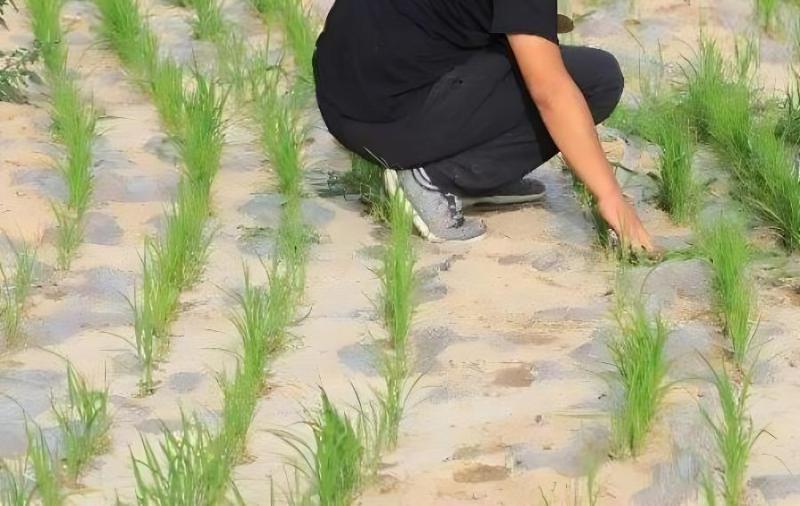旱稻和水稻的区别