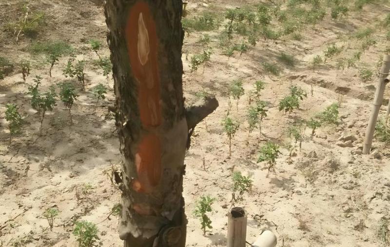 南方红豆杉移植种不活，是什么原因？