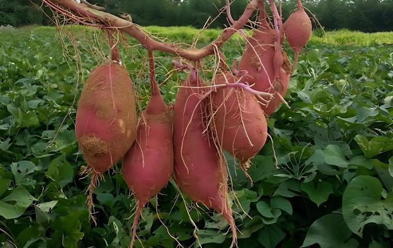 什么样的土壤最适合种植红薯？