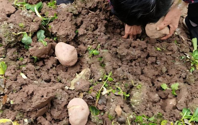红薯高产无公害优化施肥技术