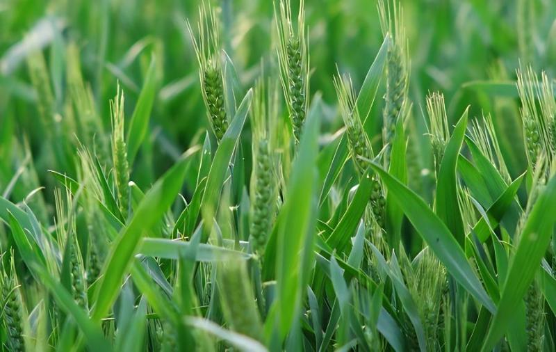 小麦春季除草需要注意哪些问题？