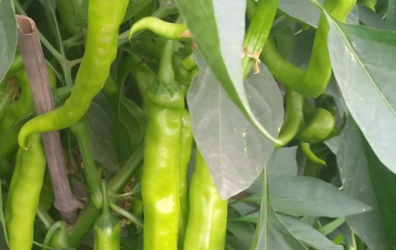 辣椒高产栽培技术，辣椒如何才能提高产量？