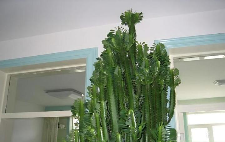 龙骨花的风水作用