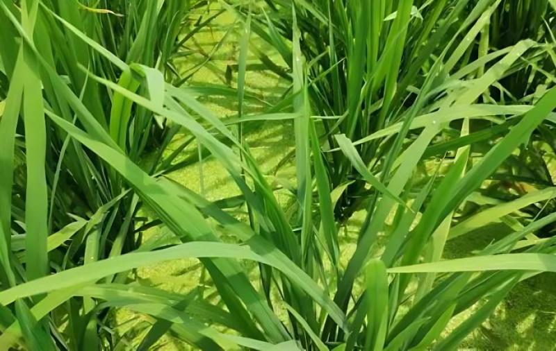 水稻空瘪粒是什么原因造成的？如何避免？