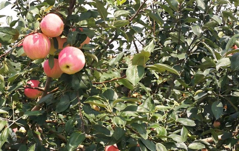 苹果园冬季施肥时可以施什么肥
