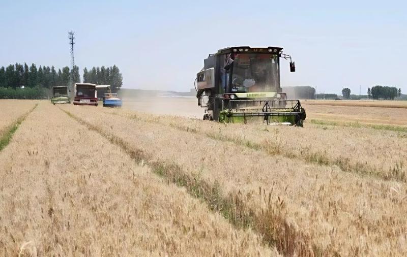 如何减少小麦联合收获作业损失