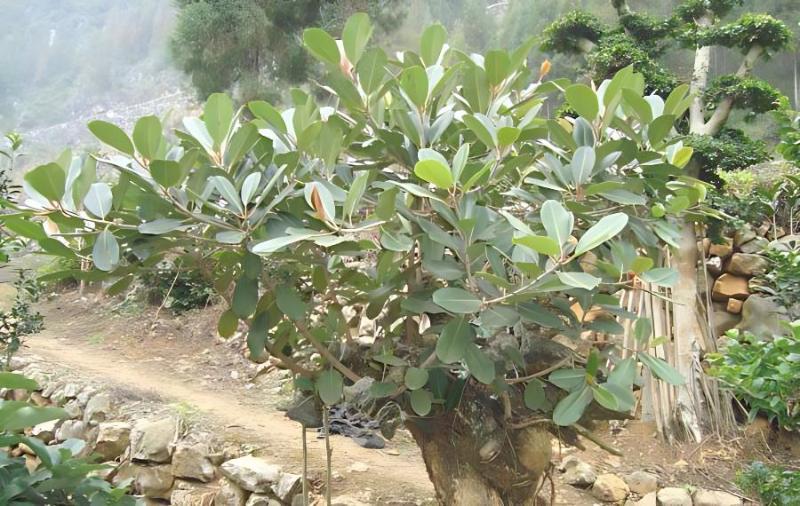 榕树盆景栽培与养护